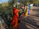 PICTURES/Desert Botanical Gardens - Wild Rising Cracking Art/t_Wolves4.JPG